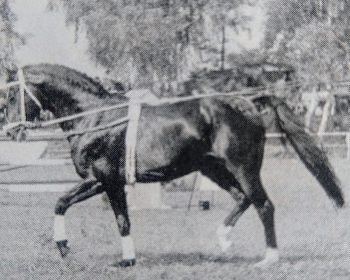 stallion Grannenstolz (Oldenburg, 1988, from Grannus)