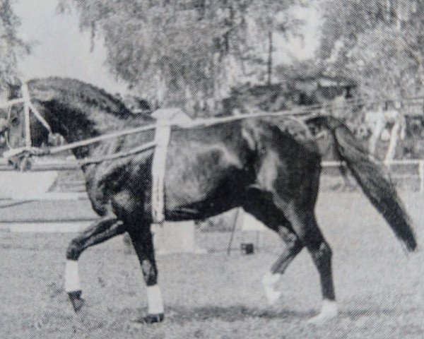 stallion Grannenstolz (Oldenburg, 1988, from Grannus)