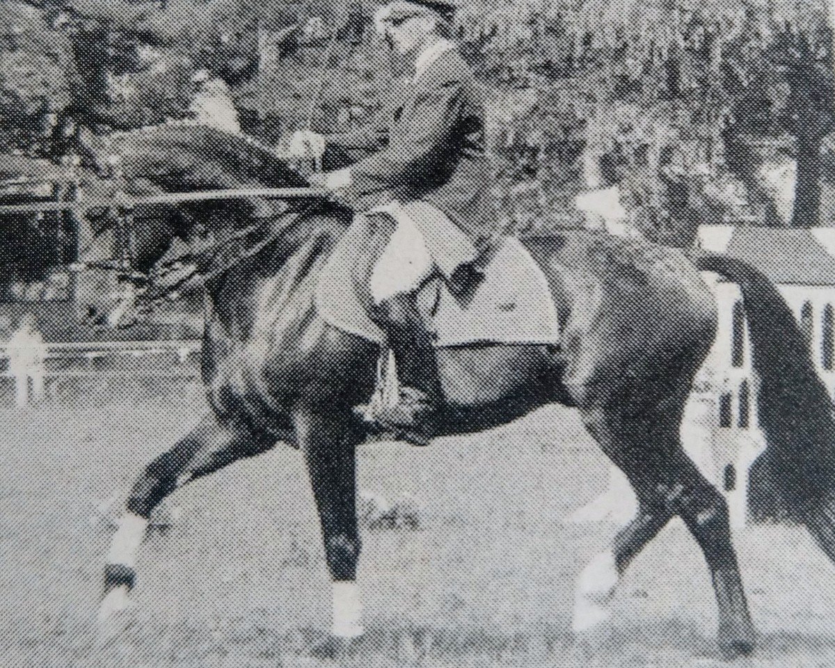 stallion DeMeckelboerger (Mecklenburg, 1989, from Dobrock)