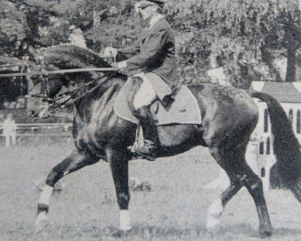 Deckhengst DeMeckelboerger (Mecklenburger, 1989, von Dobrock)