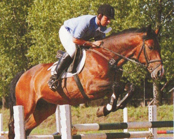 Pferd Glenn 105 (Hannoveraner, 1992, von Gloster)