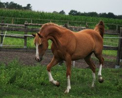 dressage horse Oki Doki N (Westphalian, 2018, from Oosteinds Ricky)