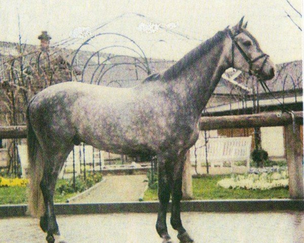 jumper Cantino 2 (Holsteiner, 1999, from Cascavelle)