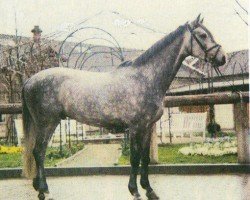 jumper Cantino 2 (Holsteiner, 1999, from Cascavelle)