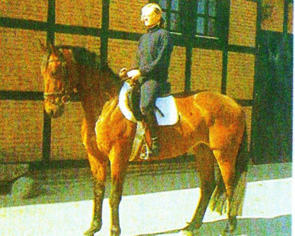 Zuchtstute Lanell (Hannoveraner, 1996, von Lemon Park)