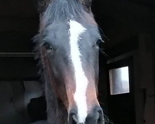 broodmare Orose (Tuigpaarden, 2019, from Cizandro)