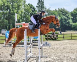 jumper Leyla (Holsteiner, 2018, from Uriko)