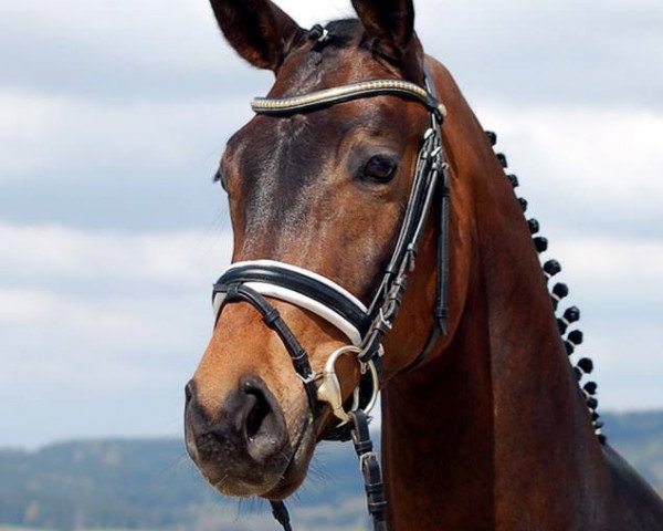 broodmare Fusion Festival (Hanoverian, 2012, from Fürst Romancier) broodmare Fusion Festival (Hanoverian, 2012, from Fürst Romancier)