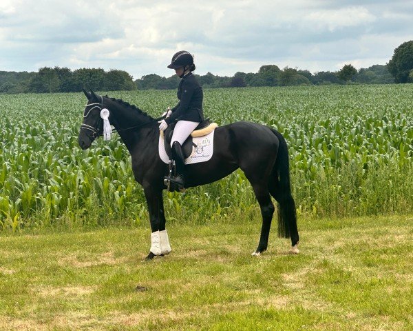 horse Deanna o'Conner MF (Hanoverian, 2020, from Dancier Gold FRH) horse Deanna o'Conner MF (Hanoverian, 2020, from Dancier Gold FRH)