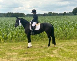 Pferd Deanna o'Conner MF (Hannoveraner, 2020, von Dancier Gold FRH)