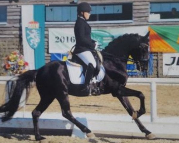 jumper Nepumuk K (German Riding Pony, 2010, from Nemax)