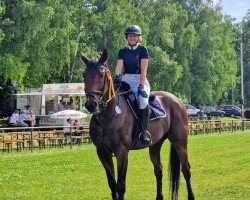 jumper Luis Dancer (German Sport Horse, 2012, from Loxley 89)