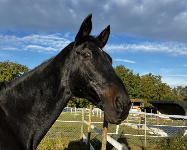broodmare Princess (Trakehner,  , from Kostolany)
