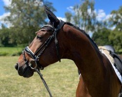 dressage horse Zendrix (Oldenburg, 2020, from Zick Zack 6)