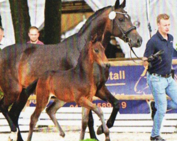 horse Hengst von Total Diamond / For Romance II (Oldenburg, 2022, from Total Diamond PS)