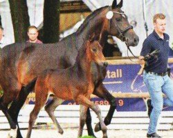 Pferd Hengst von Total Diamond / For Romance II (Oldenburger, 2022, von Total Diamond PS)