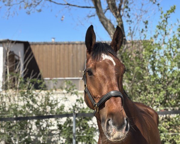 jumper Daccio 3 (German Sport Horse, 2016, from Dieu-Merci van T&L)