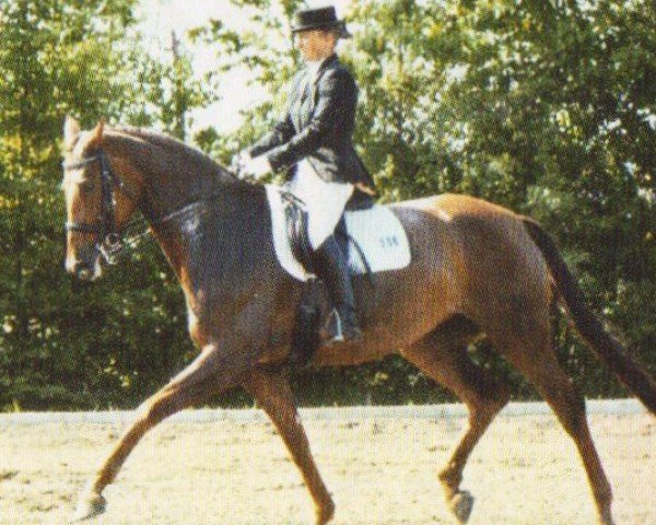 horse Residenz (Hanoverian, 2000, from Rosentau)
