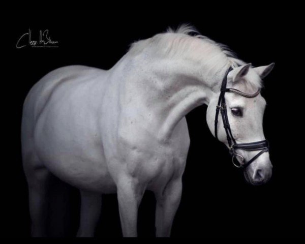 dressage horse Rieu 4 (Oldenburg, 1998, from Rubinstein I)