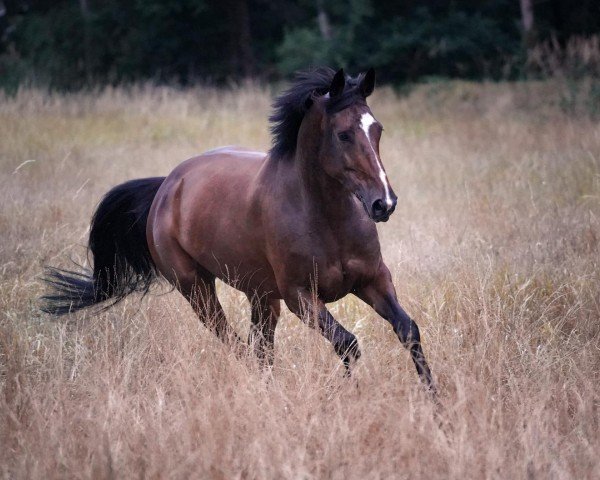 Springpferd Palita del Pierre (Westfale, 2012, von Plot Blue)