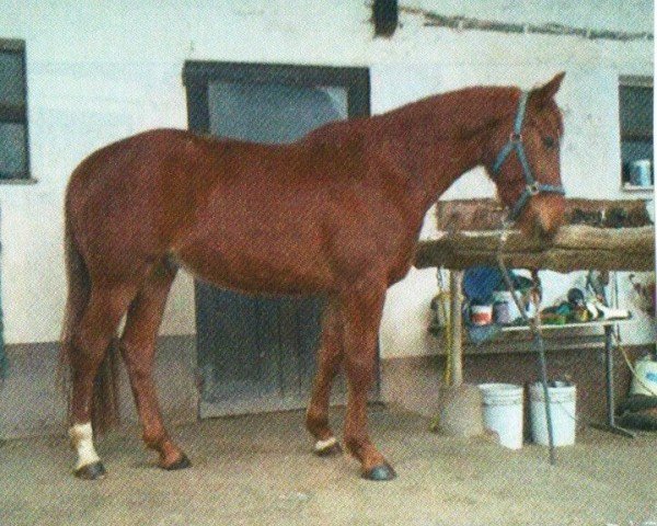 jumper Lord Locksley (Bavarian, 2008, from Locksley III)