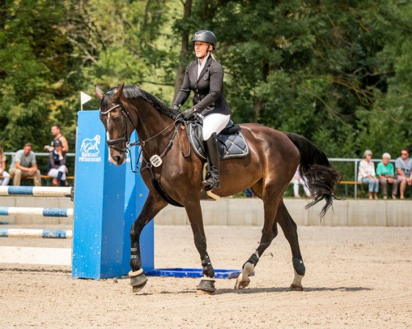 jumper Cassita 21 (German Sport Horse, 2010, from Cassito)