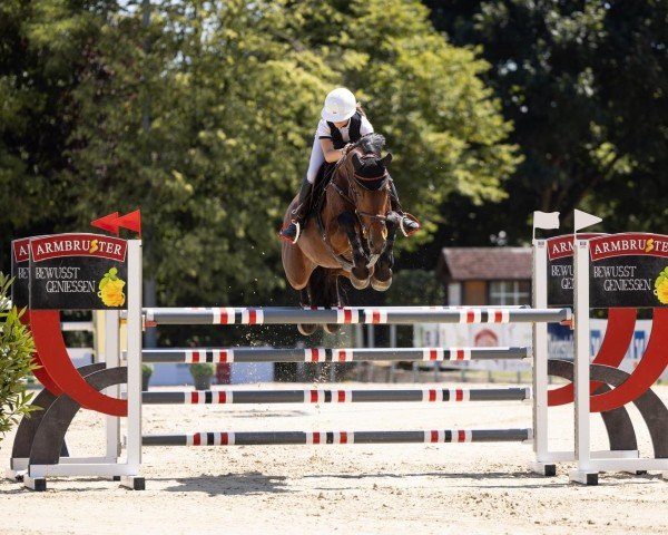 jumper Karla 83 (German Sport Horse, 2019, from Karajan)