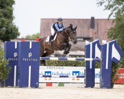 jumper Velvety S (Oldenburg show jumper, 2016, from Vagabond de la Pomme)