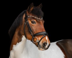 dressage horse Jump For Jolly (Austrian Reitpony, 2012)