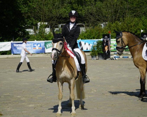 dressage horse Karla 85 (Edelbluthaflinger, 2015)