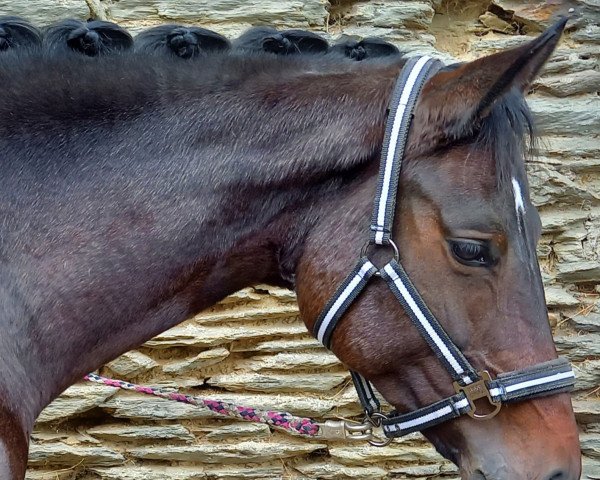 Dressurpferd Quismah (Deutsches Sportpferd, 2014, von Quick Decision S)
