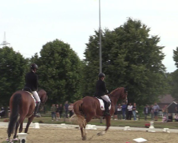 Reitturnier Münster-Roxel 2025