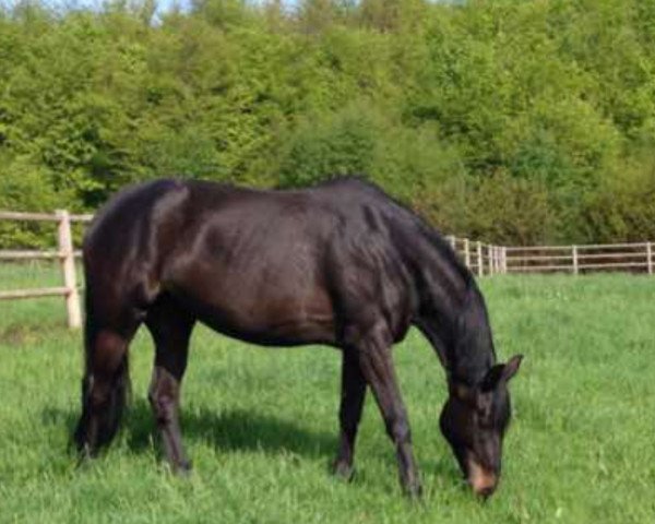 broodmare Kalina 37 (Trakehner, 2008, from Impetus)