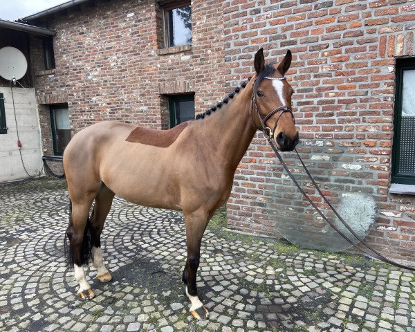 Cavallo da salto Comme une fleur (Westfale, 2014, di Comme il Faut)
