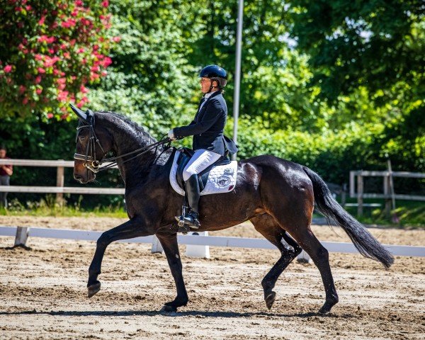dressage horse Djasara (Hanoverian, 2013, from Don Darius)