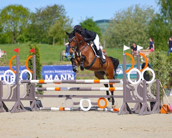 Springpferd Magic Mia Hf (Holsteiner, 2019, von Cornetino 231 FIN)