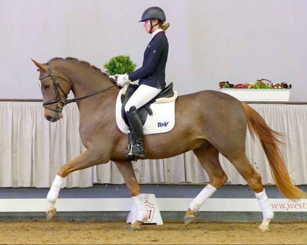 horse Fantabulous (Oldenburg, 2018, from Foundation 2)