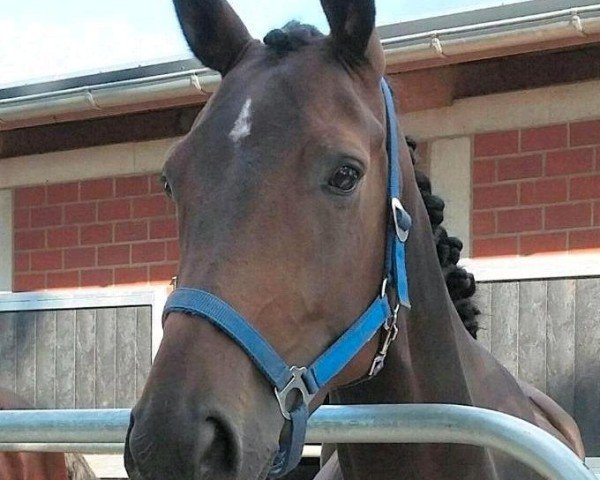 horse Duett W (Hanoverian, 2016, from Dancier)