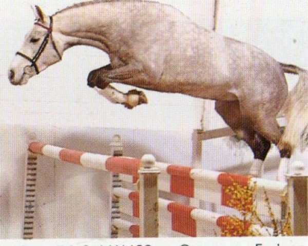 Pferd Gandhi (Oldenburger, 1990, von Grannus)