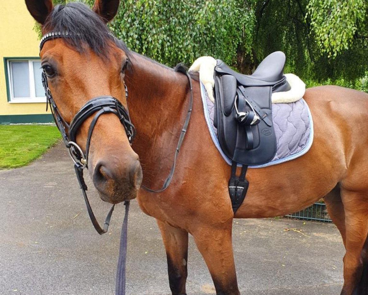 dressage horse First Mufasa (Hanoverian, 2015, from Fürst Nymphenburg)