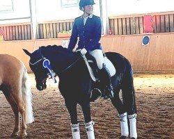 dressage horse Yardena's So fine be mine (Pony without race description, 2012)