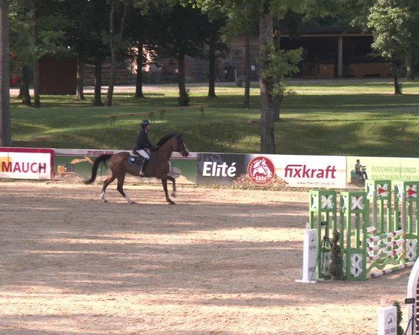 Reitturnier Stadl-Paura 2025