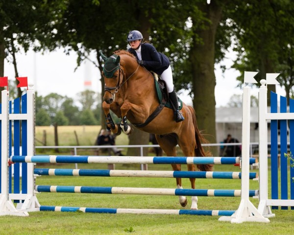 horse Diego (Westphalian, 2020, from Diathago)