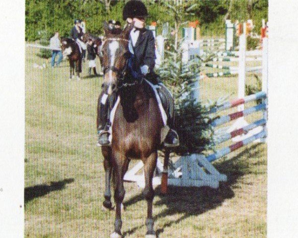 dressage horse Hols.Willkuer (German Riding Pony, 1999, from Holsteins William)