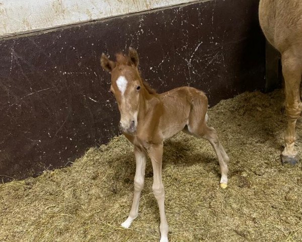 horse Chester noble M (Westphalian, 2021, from Coer Noble)