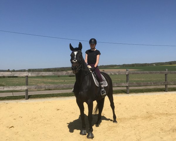 jumper Sharazan 12 (Hanoverian, 2003, from San Brasil)