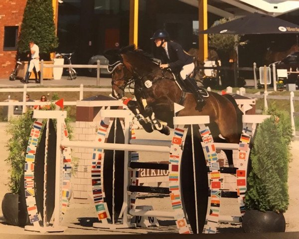 jumper Careo 3 (Holsteiner, 2010, from Caretino)