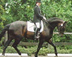 Dressurpferd La Creseuta (Westfale, 2000, von Lamoureux II)