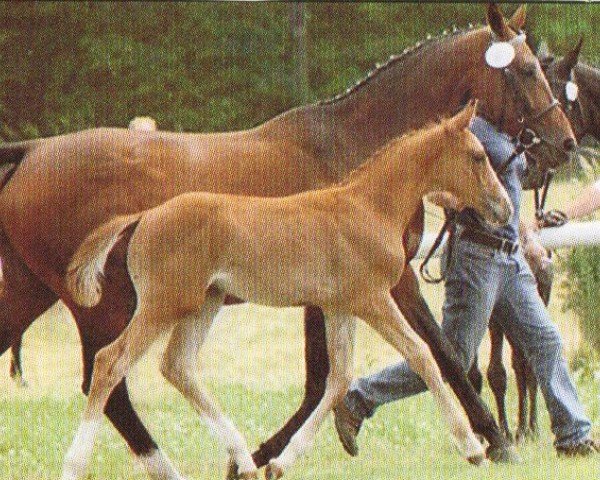 horse Cäsar 195 (Oldenburg, 2007, from Cres Kando)
