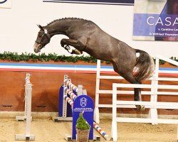 Deckhengst Chin Grey (Holsteiner, 2021, von Chinchero)